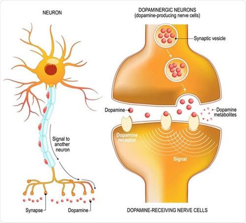 GABA Activation