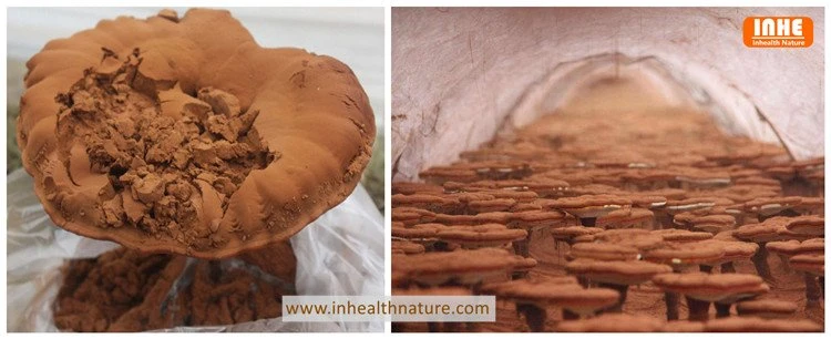 product-750-306 Reishi Mushroom and its Spore