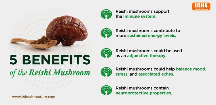 product-750-364 Reishi Spore Powder benefits