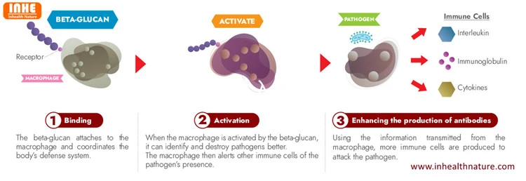 How Does Yeast Beta Glucan Work