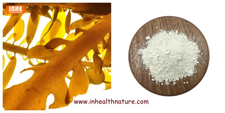 Brown Algae and Fucoidan Extract Powder