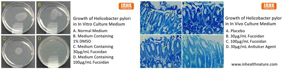In Vitro and In Vivo Tests on Fucoidans ability to Eradicate Helicobacter pylori